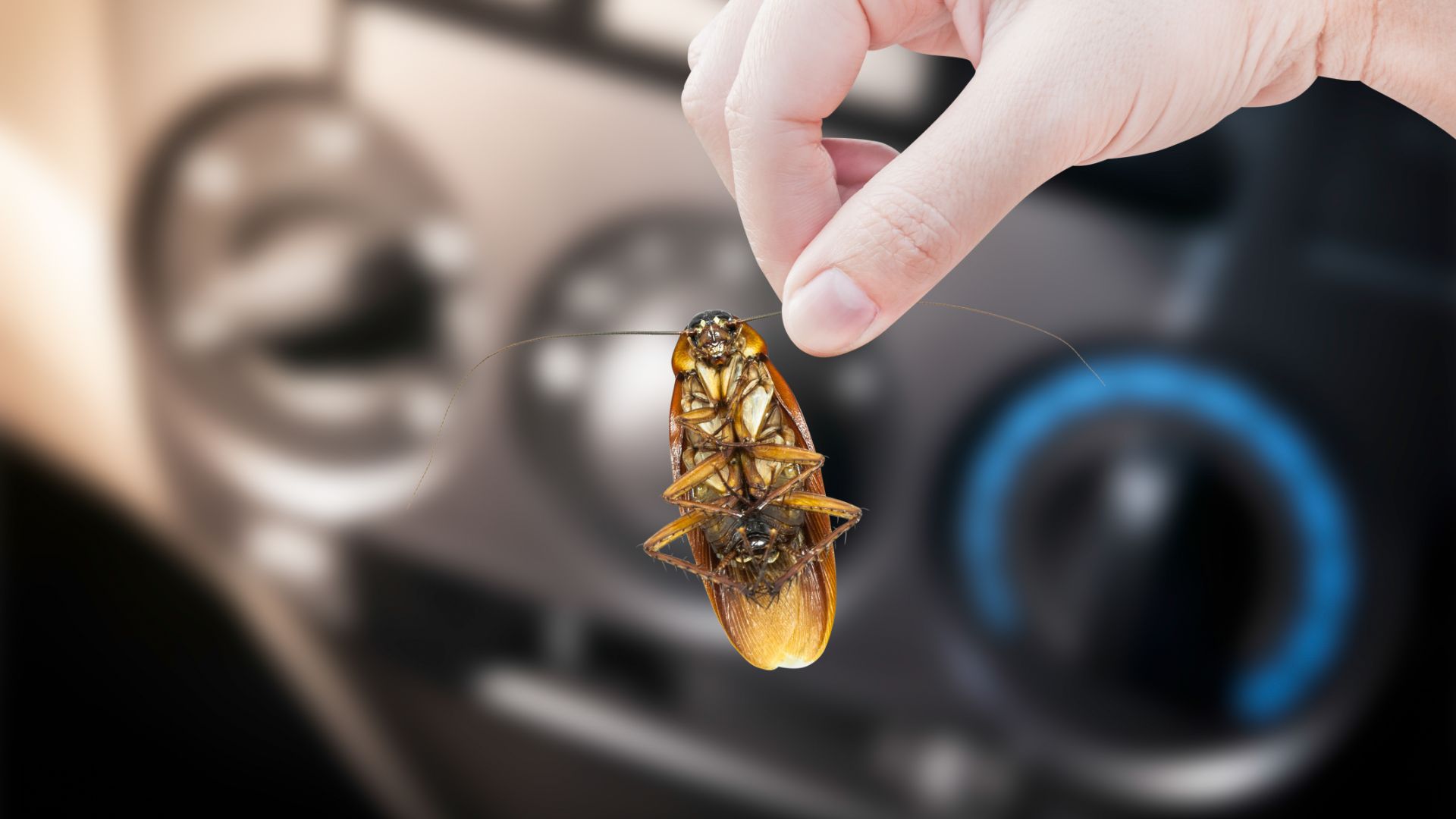 a close up of a person holding a bug.|a person is filling a car with gas.
