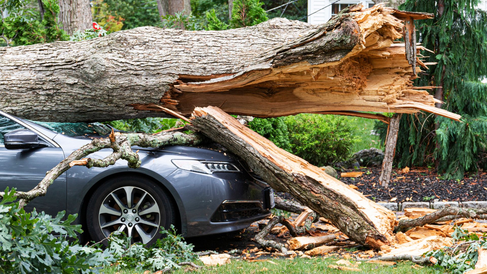 a car is parked under a fallen tree.