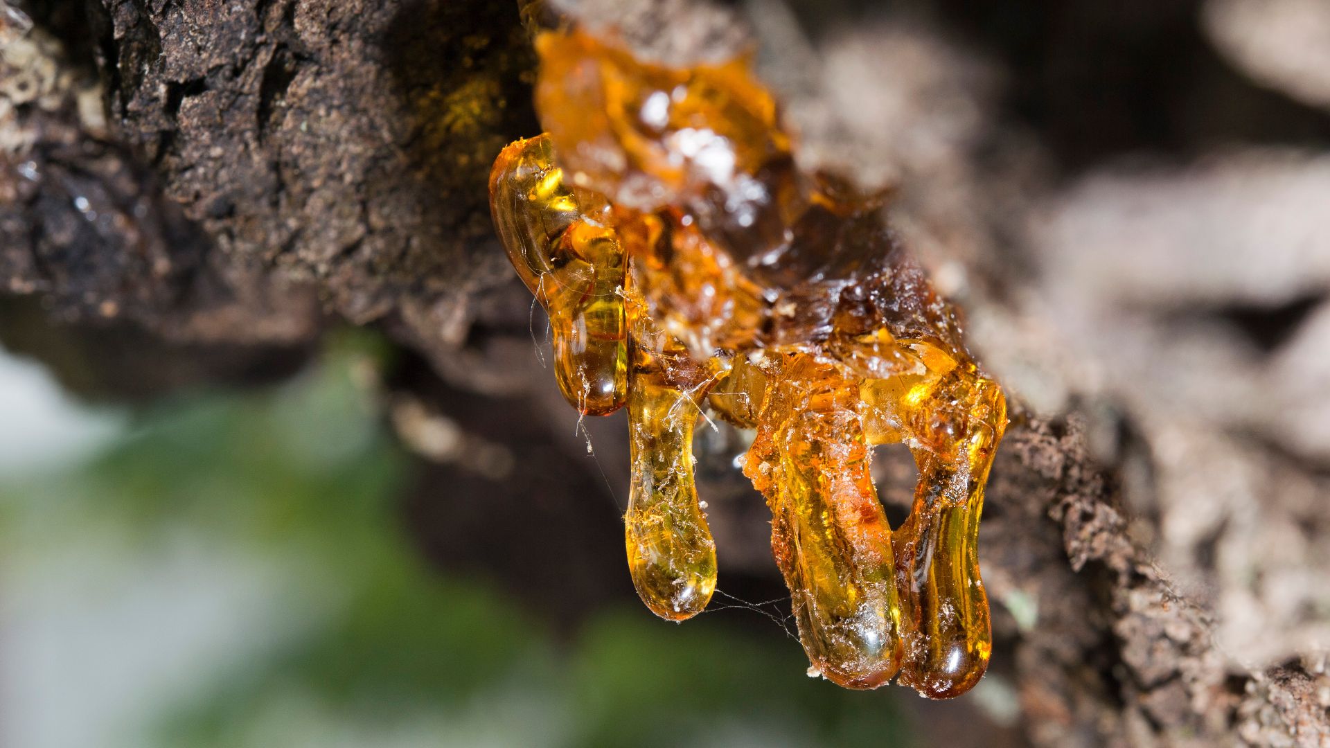 a close up of a tree trunk with water on it.